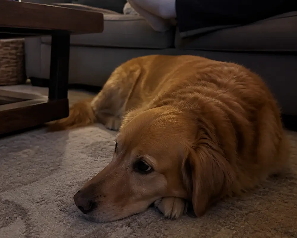 Calm dog resting at home