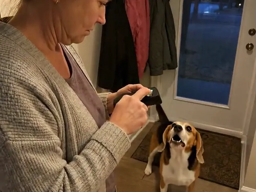 Owner regains a dog's attention