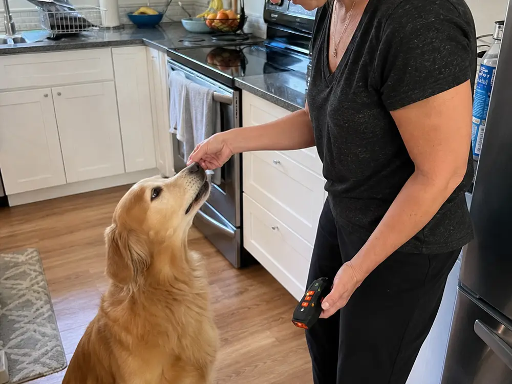Owner rewards a sitting dog